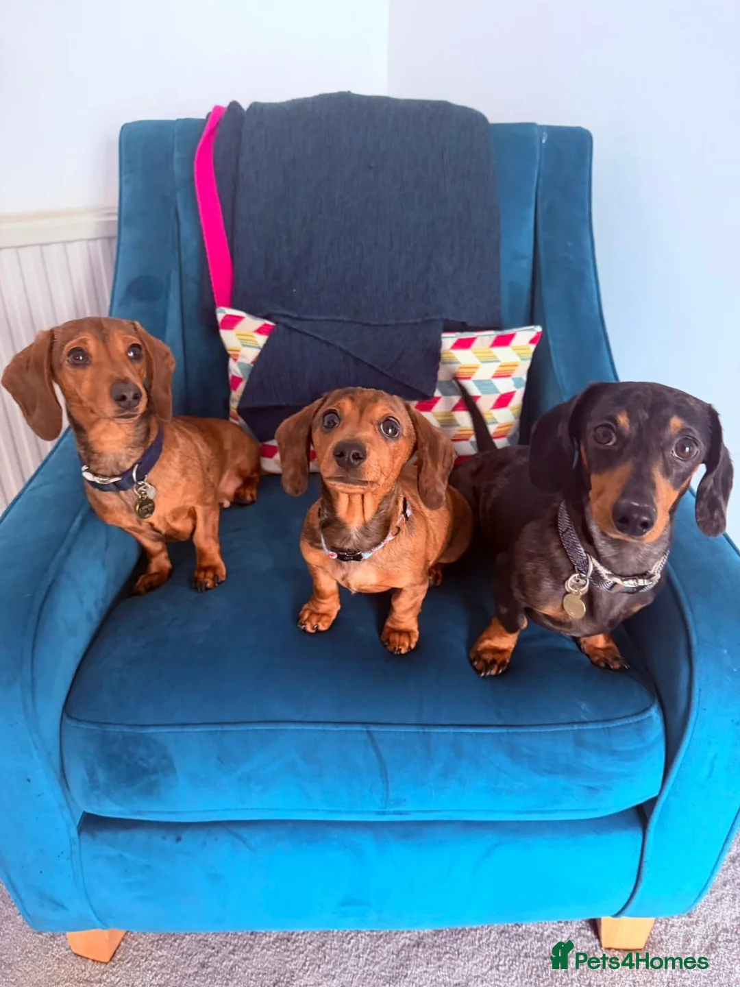 Miniature Dachshund dogs for sale: Miniature Dachshund Puppy   - Advert 5