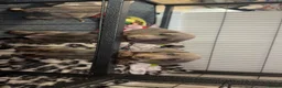 Miniature Dachshund dogs for sale: miniature daschunds puppies  - Advert 2