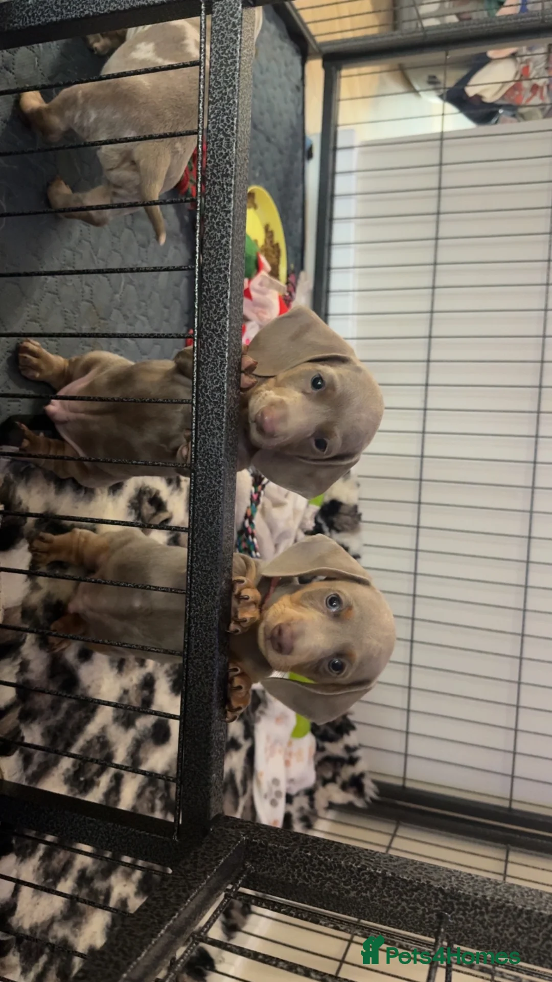 Miniature Dachshund dogs for sale: miniature daschunds puppies  - Advert 2