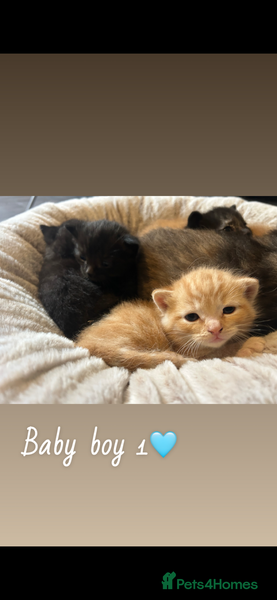 Mixed Breed cats Beautiful babies for sale🩷 - Advert 1