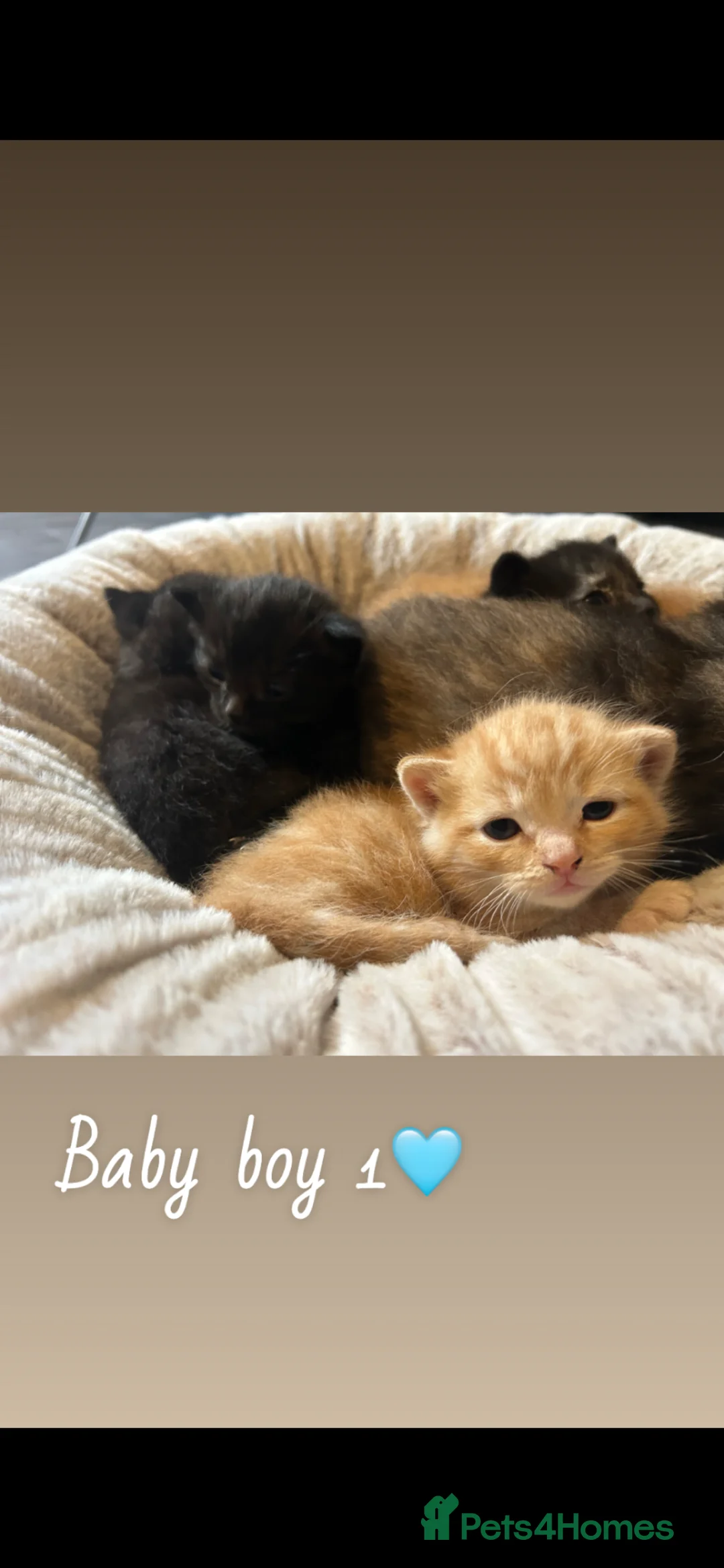 Mixed Breed cats for sale: Beautiful babies for sale🩷 in Chester - Advert 1