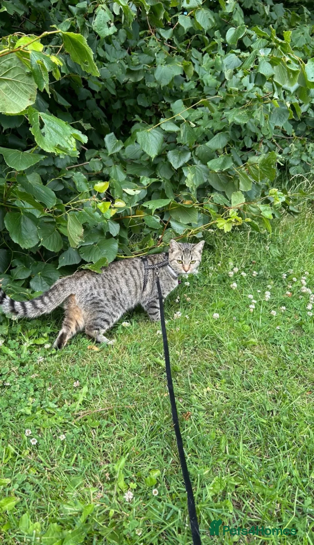 Mixed Breed cats for sale: 3 x Mixed Tabby Male Kittens Edinburgh in Dalkeith - Advert 2