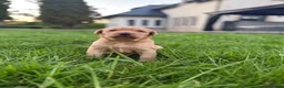 Labrador Retriever dogs for sale: Fox Red Labrador  - Advert 6