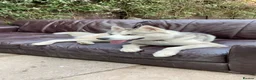 Siberian Husky dogs for stud: Proven Siberian Husky Stud - Advert 18