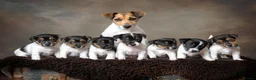 Jack Russell dogs for sale: 1 Female Jack Russell Puppy - Advert 11