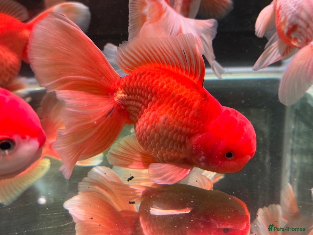 Fancy Goldfish fish for sale: Thai pleated goldfish - Image 6