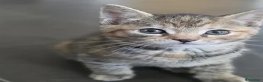 Kitten 2
