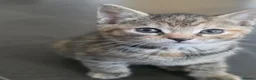Mixed Breed cats for sale: 3 beautiful babies looking for forever homes - Advert 32