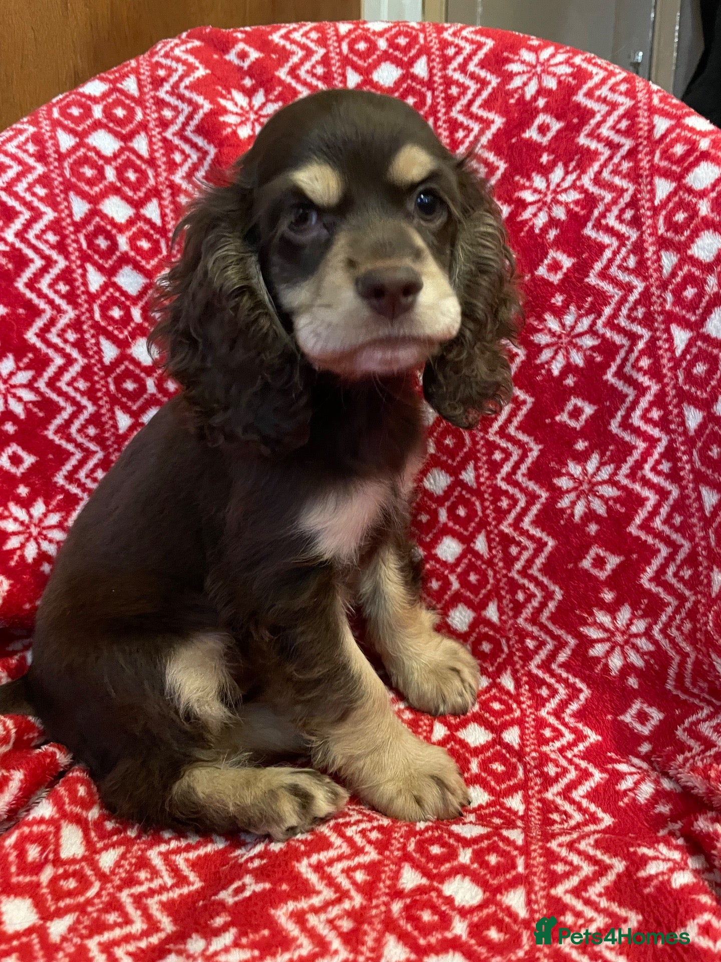 Cocker Spaniel dogs Cocker spaniel puppy 25.09 still available  - Advert 7