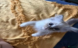 Ragdoll cats for sale:  Charming and fluffy Female Ragdoll Kittens - Image 10