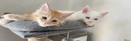 Maine Coon cats for sale: Maine Coon Kittens  - Advert 7