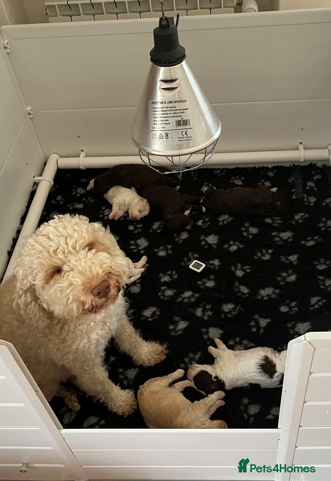 Lagotto Romagnolo dogs for sale: Lagotto puppies  - Advert 1