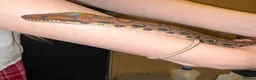 Boa Snake reptiles for sale: Juvenile male Brazillian Rainbow Boa in Oakham - Advert 1