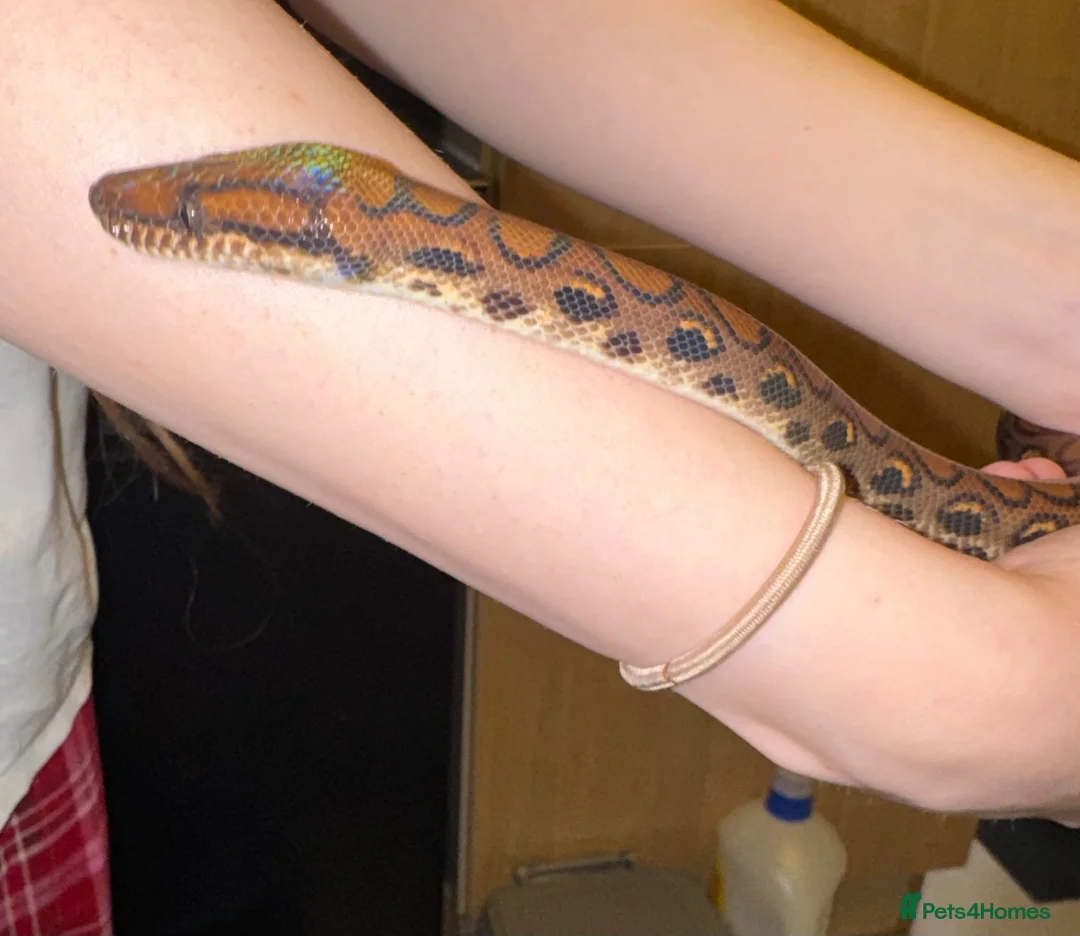 Boa Snake reptiles for sale: Juvenile male Brazillian Rainbow Boa in Oakham - Advert 1