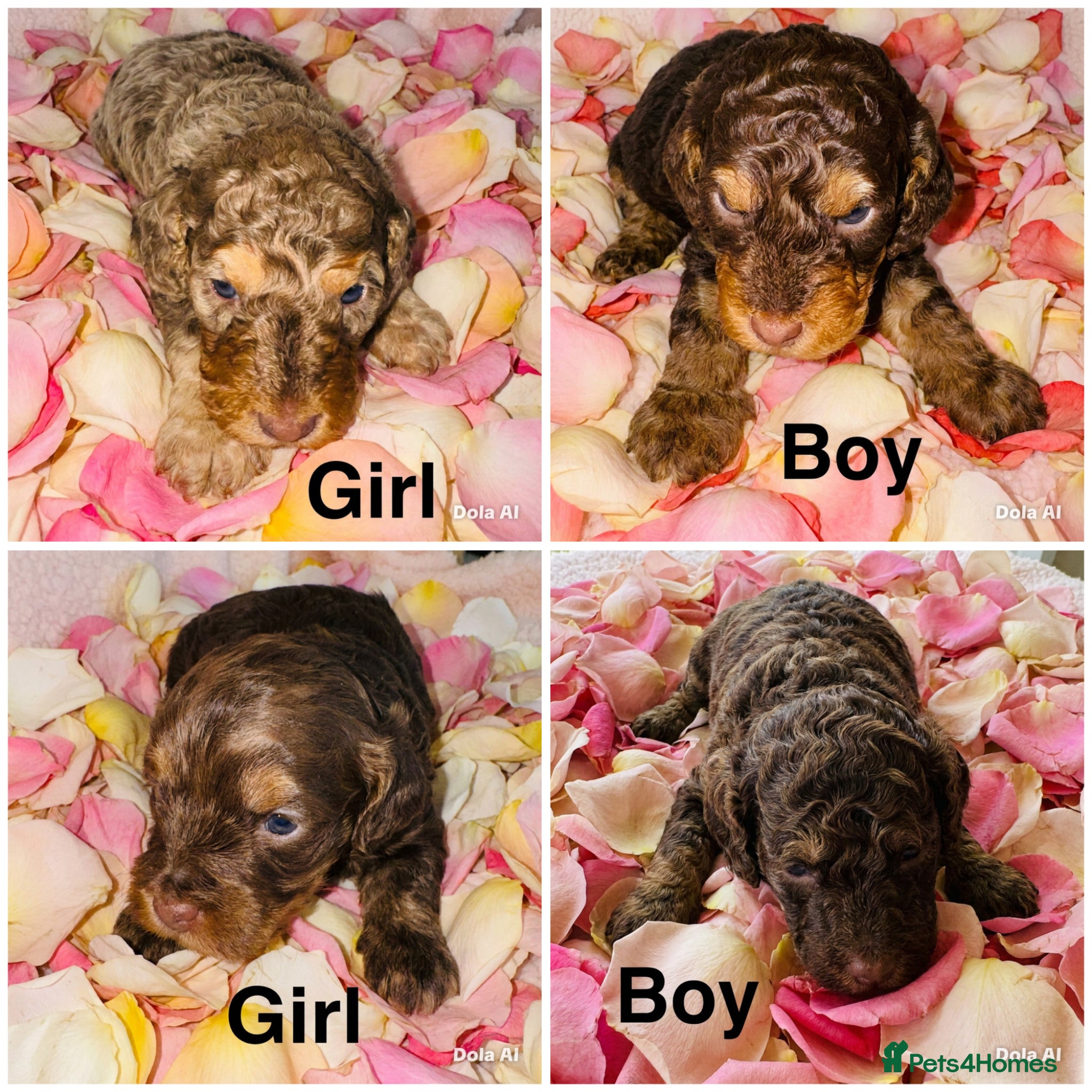 Cockapoo dogs DNA CLEAR, Stunning Cockapoo Pups,Ready 5th June  - Advert 1
