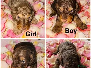 Cockapoo dogs DNA CLEAR, Stunning Cockapoo Pups,Ready 5th June - Advert 1