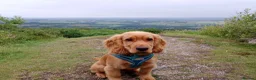 Cocker Spaniel dogs for stud: Lemongrass Cocker spaniel pet for stud. in Cullompton - Advert 5