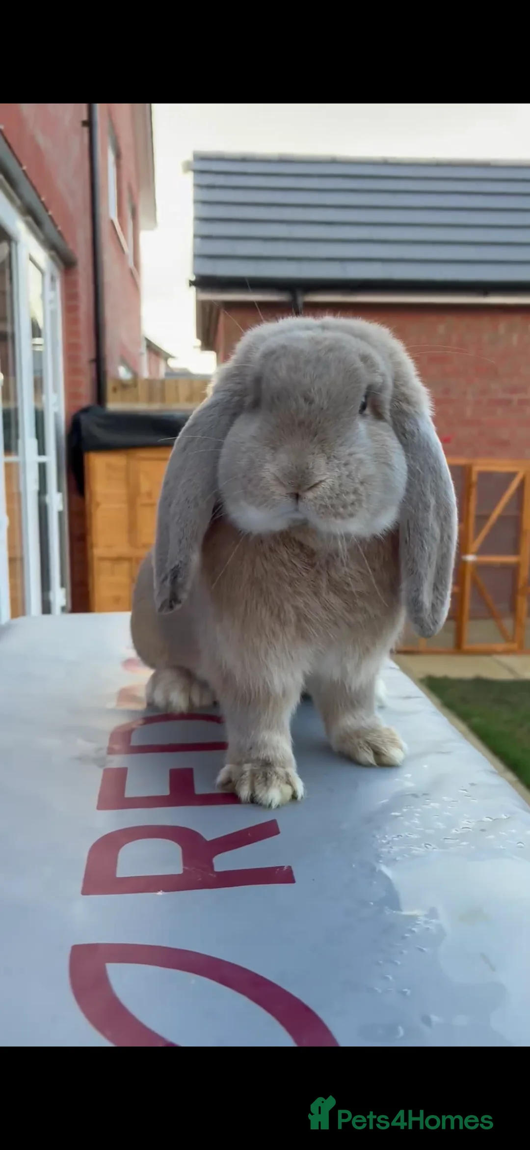 French Lop rabbits for sale: French Lop Fawn Boy Vaccinated 9 months old  - Advert 4