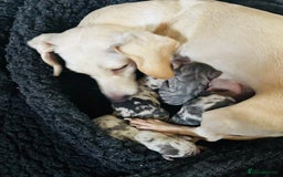 Miniature Dachshund dogs for sale: KC Miniature Dachshunds Blue and Cream dapple - Image 2