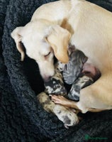 Miniature Dachshund dogs - Advert 3