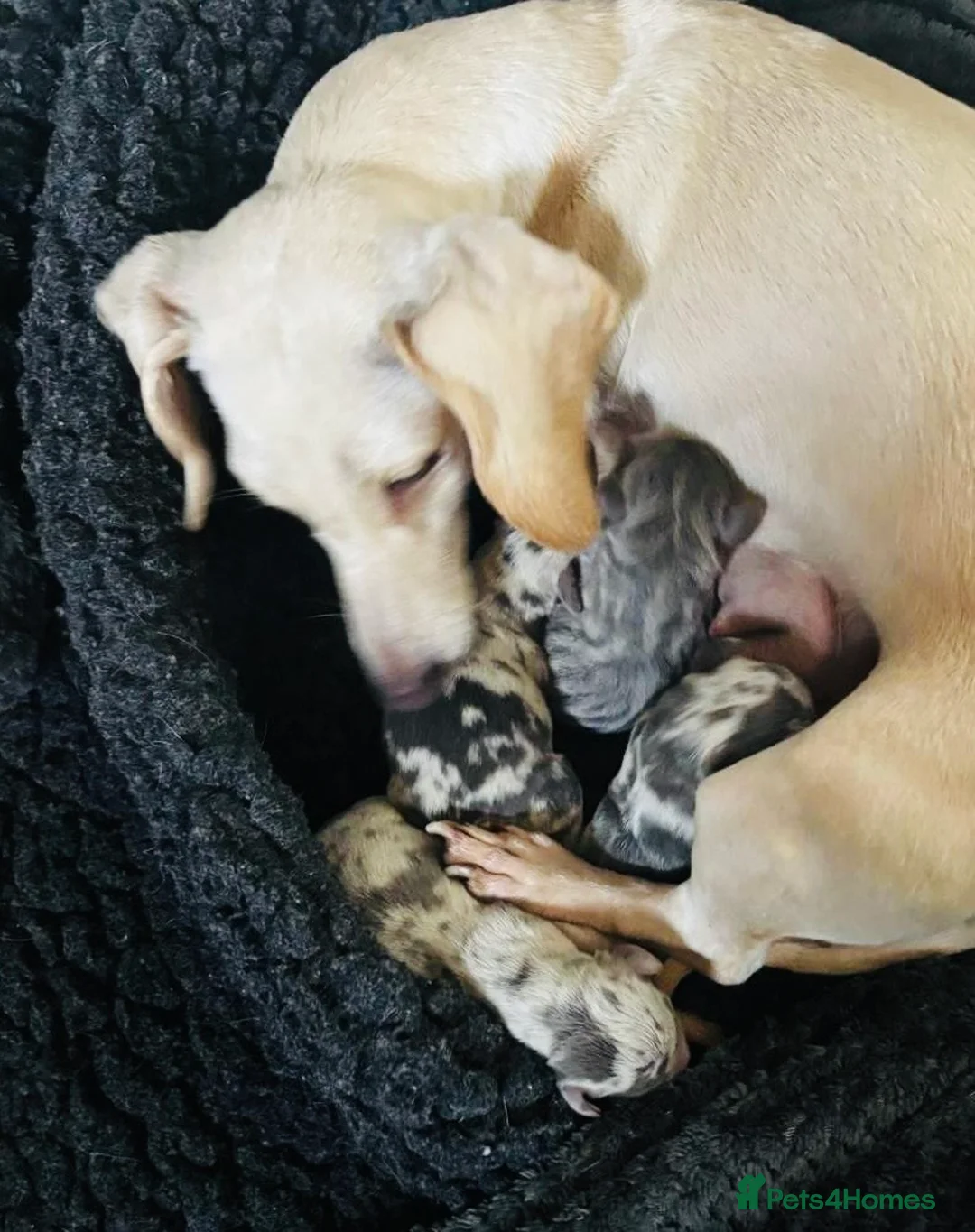 Miniature Dachshund dogs for sale: KC Mini Dachshunds Blue/Isabella & Cream dapple - Advert 9