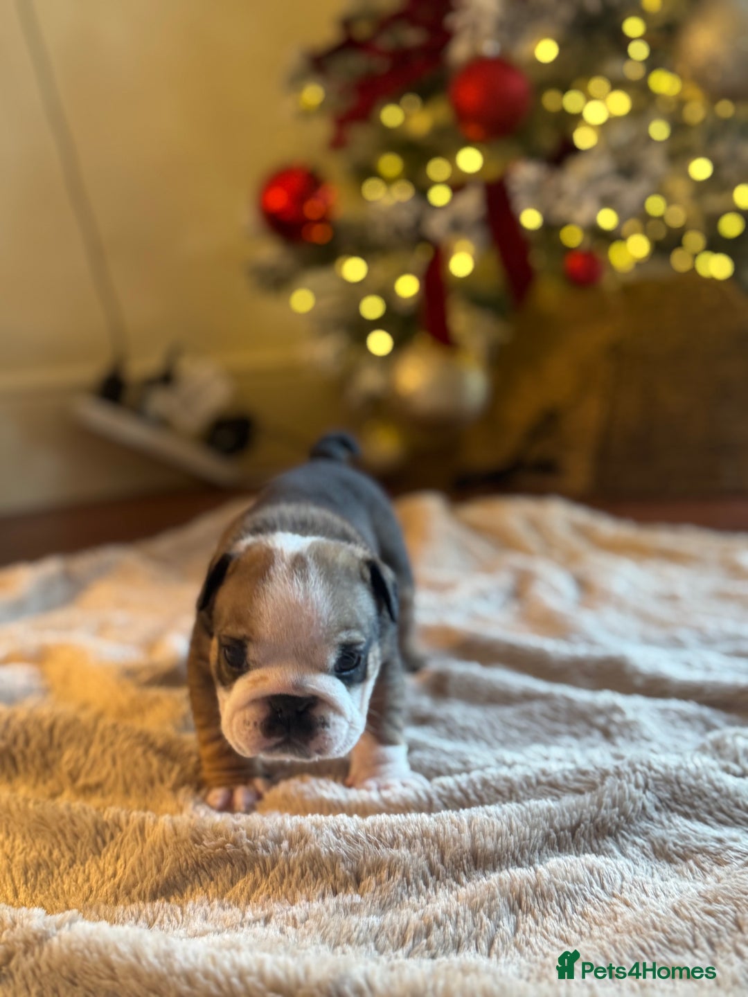 English Bulldog dogs for sale: Red and White English Bulldogs  - Advert 17
