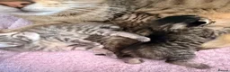 Savannah cats for sale: Absolutely striking Savannah kittens  2 left!!  - Advert 5