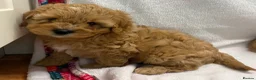 Cavapoo dogs for sale: Bred From Health Tested Parents Cavapoo Girls - Advert 13