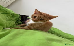 Mixed Breed cats for sale: The most beautiful kittens  in Wotton-under-Edge - Image 3