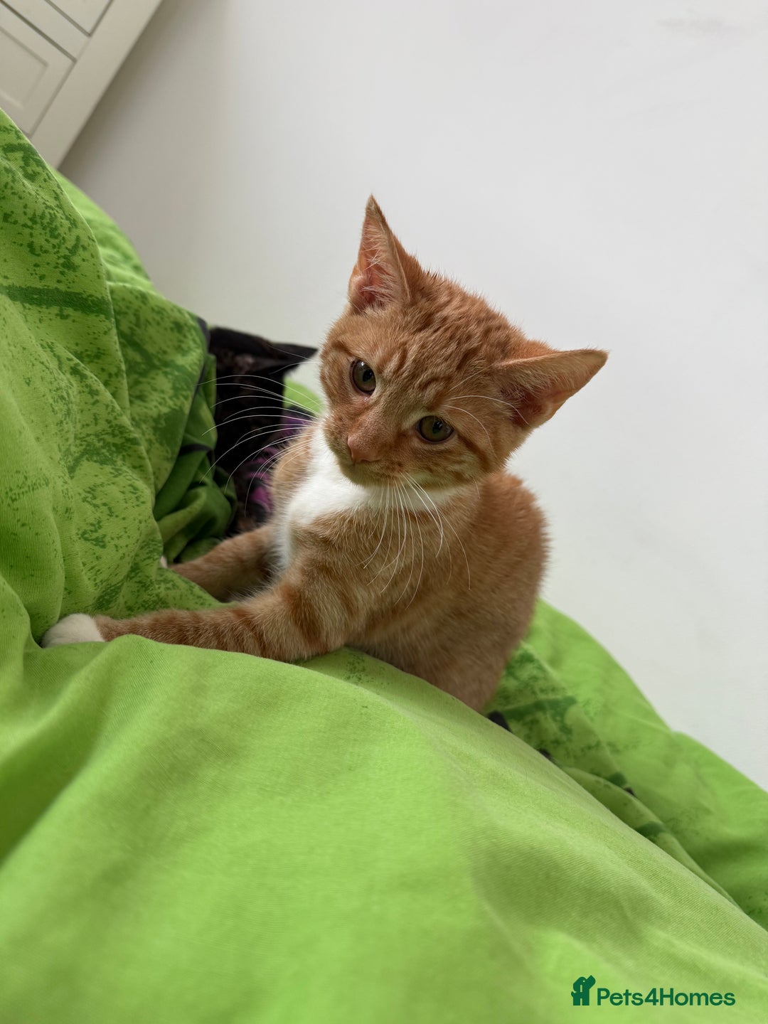 Mixed Breed cats for sale: The most beautiful kittens  in Wotton-under-Edge - Image 3