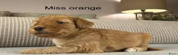 Double Doodle dogs for sale: A REALLY EXCITING MIX OF BREEDS. GORGEOUS!!! - Advert 24
