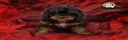 Cavapoo dogs for sale: DONNAJAYS 💫 exceptional F1 Toy Cavapoo babies  - Advert 3