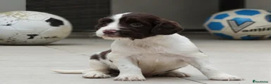Sprocker Puppy 2