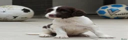 Sprocker dogs for sale: Gorgeous sprockers in Rossendale - Advert 8