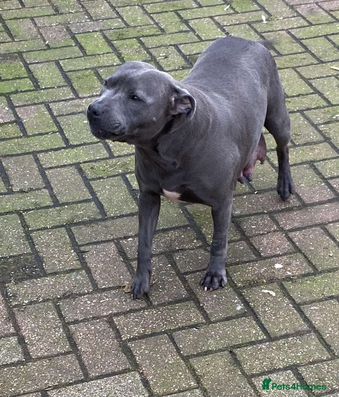 Staffordshire Bull Terrier dogs for sale: 🐾🐾SBT puppies for sale 🐶🐶 - Advert 2