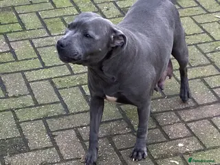 Staffordshire Bull Terrier dogs 🐾🐾SBT puppies for sale 🐶🐶 - Advert 3