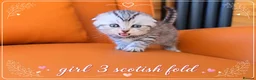 Scottish Fold cats for sale: Scotish Fold Kittens - Advert 2