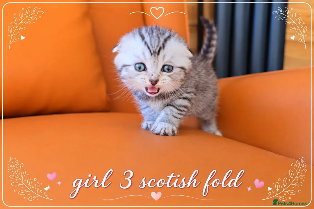 Scottish Fold cats for sale: Scotish Fold Kittens - Advert 2