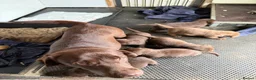 Labrador Retriever dogs for sale: Chocolate Labrador Puppies - Advert 4