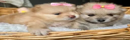 Pomeranian dogs for sale: Adorable, KC Registered Pomeranian Puppies in Colchester - Advert 23