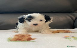 Cavapoo dogs for sale: Super cute, health tested, friendly Cavapoo pups  - Image 11