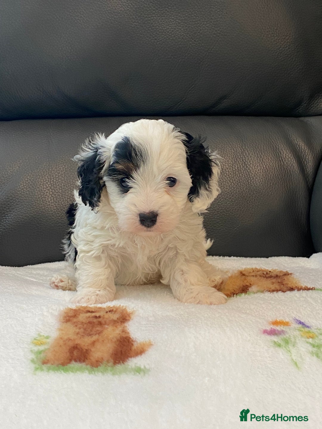 Cavapoo dogs for sale: Super cute, health tested, friendly Cavapoo pups  - Image 11