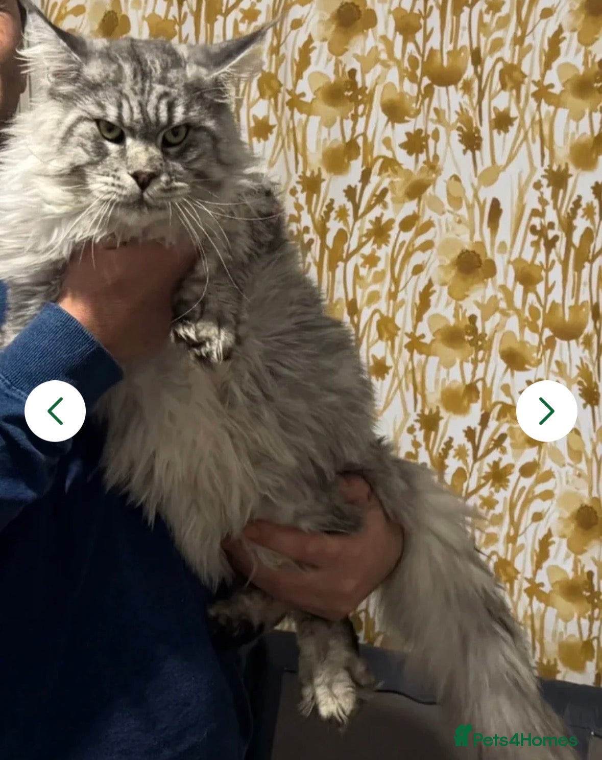 Maine Coon cats for sale: TICA Mainecoon Litter Due  - Advert 3