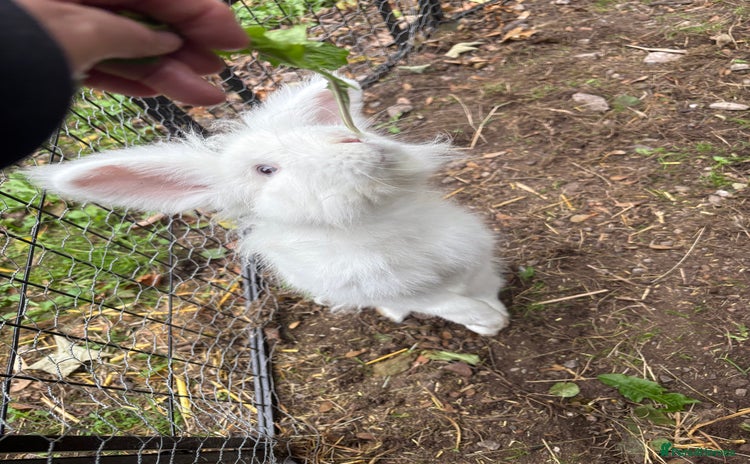Angora rabbits - Advert 6