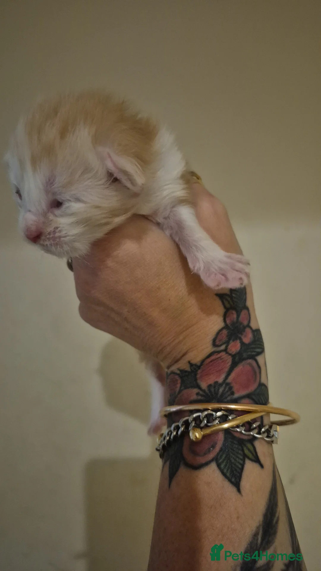 Maine Coon cats for sale: Maine Coon Floof - Advert 9