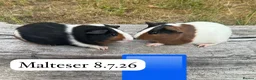 Guinea Pig rodents for sale: Gorgeous baby guinea pigs. Sheffield in Sheffield - Advert 8
