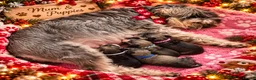 Miniature Schnauzer dogs for sale: Magic comes with four little paws!  in Northampton - Advert 3
