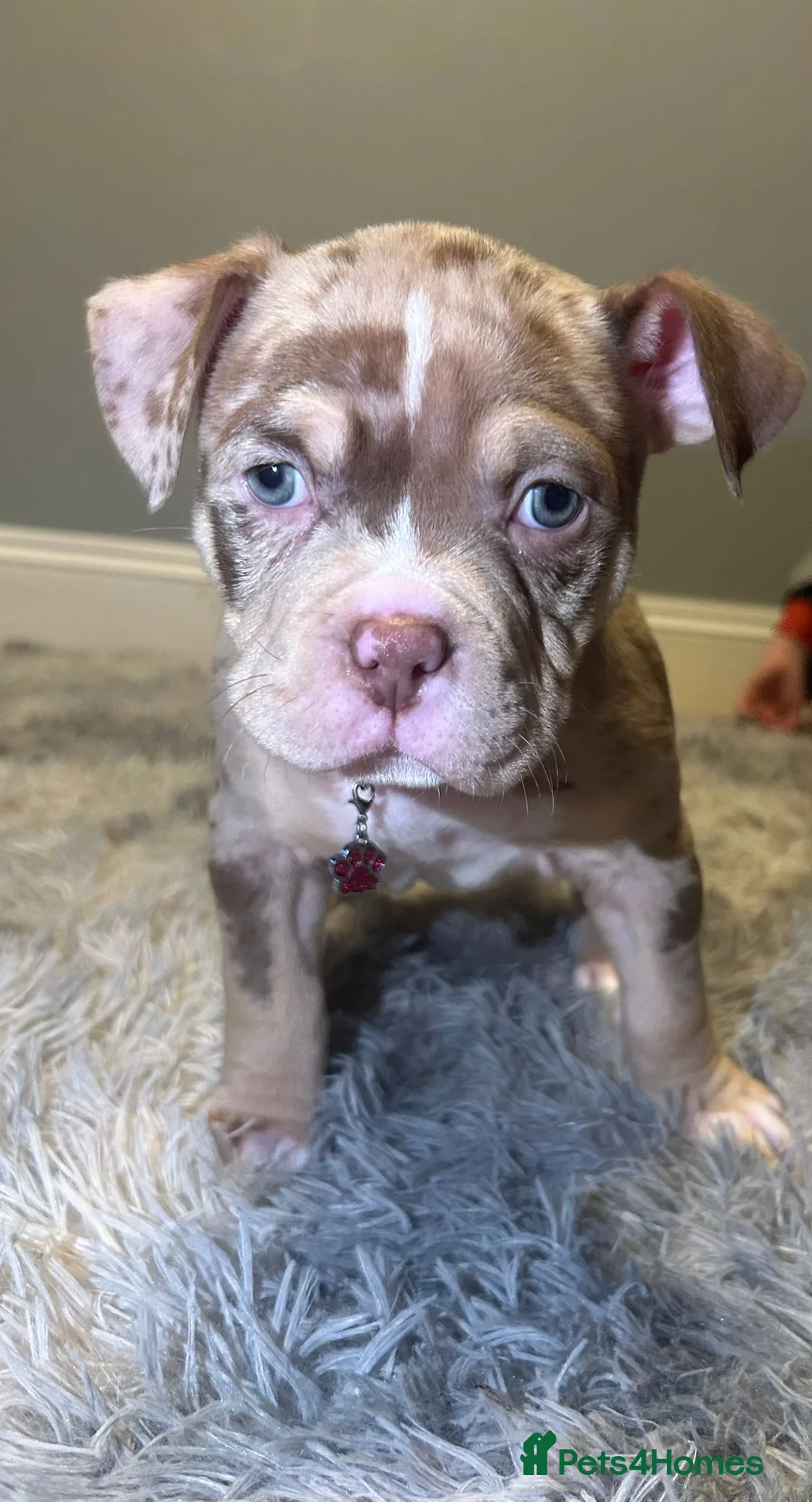 American Bully dogs for sale: 4 beautiful girl bully’s ready to go  - Advert 3