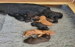 Cocker Spaniel dogs for sale: FTCH, KC REG working cocker pups - Image 26