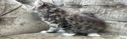 Mixed Breed cats for sale: Long haired female kittens  - Advert 6